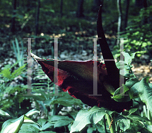 Picture of Dracunculus vulgaris 