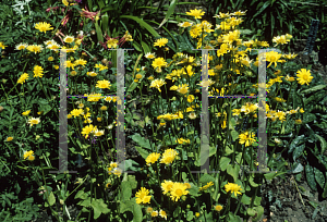 Picture of Doronicum pardalianches 'Gold Bunch'