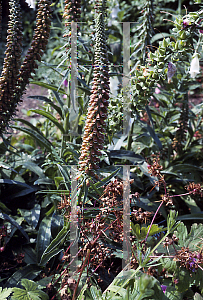 Picture of Digitalis parviflora 