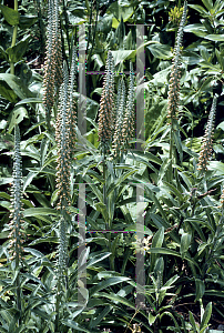 Picture of Digitalis parviflora 