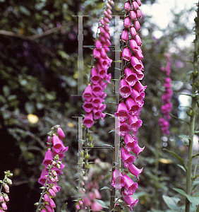 Picture of Digitalis purpurea 