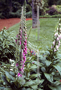 Picture of Digitalis purpurea 