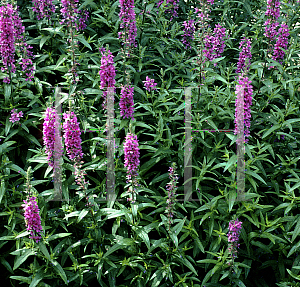 Picture of Digitalis purpurea 