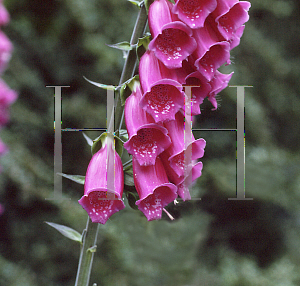 Picture of Digitalis purpurea 