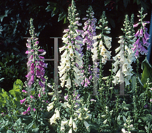 Picture of Digitalis purpurea 