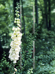 Picture of Digitalis purpurea 'Alba'