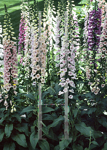 Picture of Digitalis purpurea 'Excelsior Hybrids'