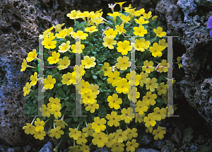 Picture of Dionysia aretioides 