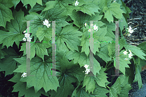 Picture of Diphylleia cymosa 