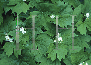 Picture of Diphylleia cymosa 