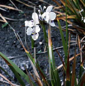 Picture of Diplarrhena latifolia 