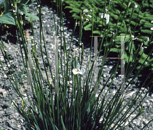 Picture of Diplarrhena moraea 