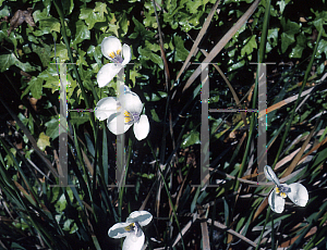 Picture of Diplarrhena moraea 