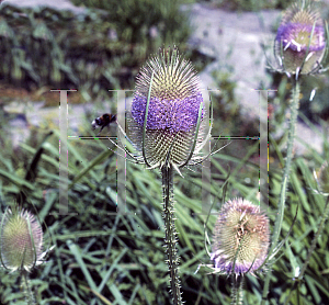 Picture of Dipsacus sativus 