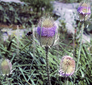 Picture of Dipsacus sativus 