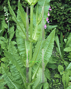 Picture of Dipsacus sativus 