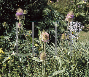 Picture of Dipsacus sativus 