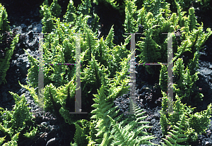 Picture of Dryopteris affinis 'Crispa'