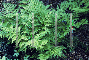 Picture of Dryopteris campyloptera 