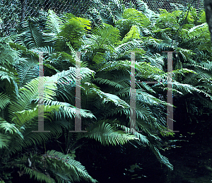Picture of Dryopteris celsa 