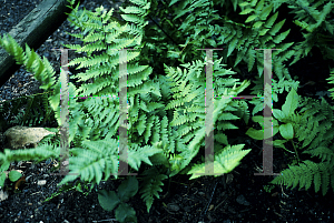 Picture of Dryopteris crassirhizoma 