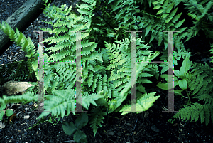 Picture of Dryopteris crassirhizoma 