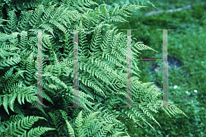 Picture of Dryopteris dilatata 