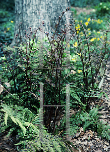 Picture of Dryopteris erythrosora 