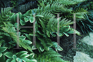 Picture of Dryopteris erythrosora 