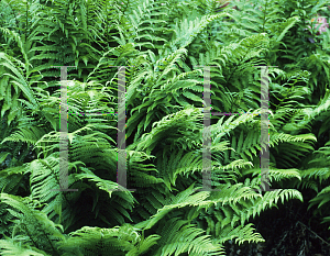 Picture of Dryopteris filix-mas 