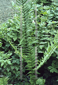 Picture of Dryopteris filix-mas 