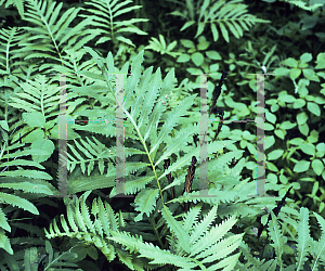 Picture of Dryopteris ludoviciana 