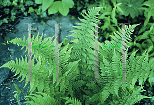 Picture of Dryopteris marginalis 