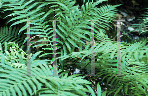 Picture of Dryopteris normalis 