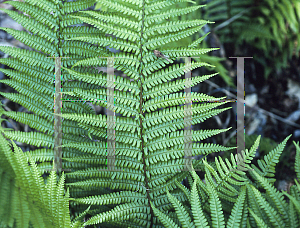 Picture of Dryopteris wallichiana 