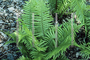 Picture of Dryopteris wallichiana 