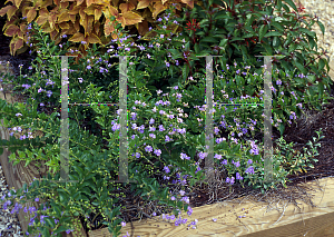 Picture of Duranta grandiflora 