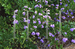 Picture of Duranta grandiflora 