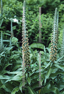 Picture of Digitalis parviflora 