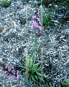 Picture of Liatris ligulistylis 