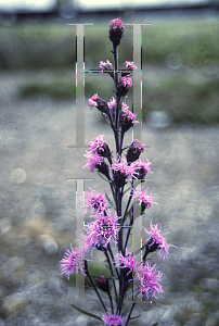 Picture of Liatris ligulistylis 