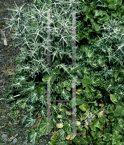 Picture of Eryngium variifolium 