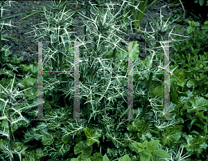 Picture of Eryngium variifolium 