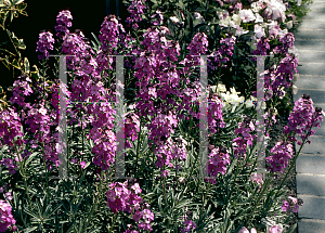 Picture of Erysimum purpureum 