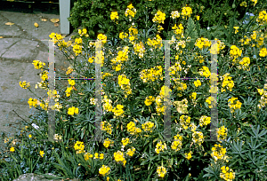 Picture of Erysimum scoparium 