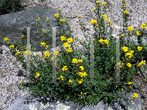 Picture of Erysimum torulosum 