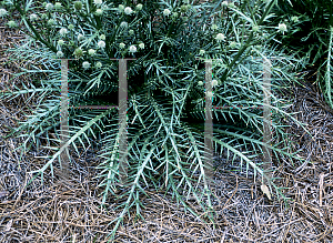 Picture of Eryngium umbelliferum 