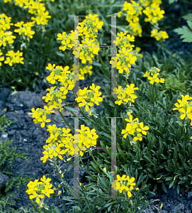 Picture of Erysimum pulchellum 'Aurantiacum'