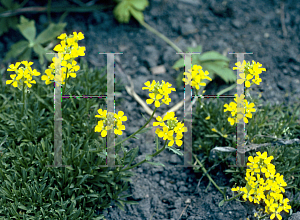 Picture of Erysimum pulchellum 'Aurantiacum'