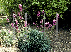 Picture of Erysimum  'Bowles Mauve'